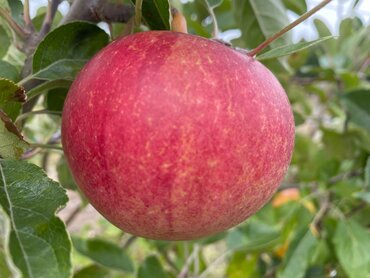 Apple James Grieve M26 12 Litre