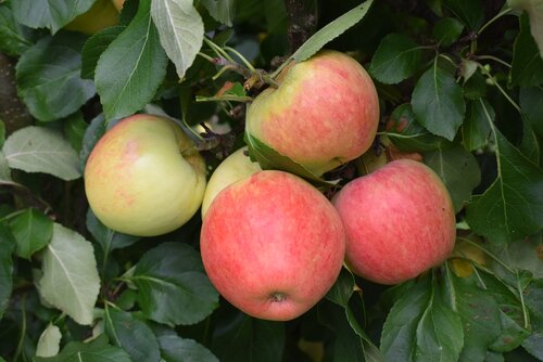 Apple James Grieve MM106 12 litre