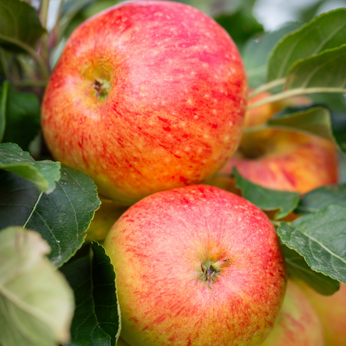 Apple James Grieve Patio M27 11.5 Litre