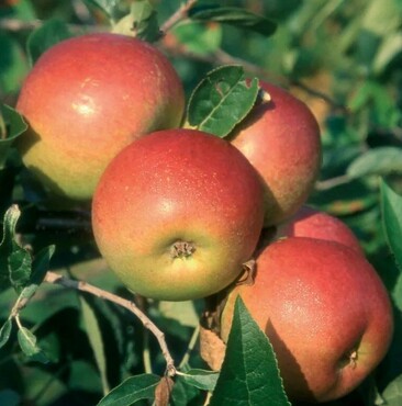 Apple Laxton's Superb MM106 12 litre