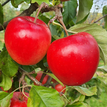 Apple Legacy M26 12 Litre
