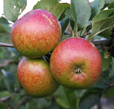 Apple Lord Lambourne M26 12 Litre