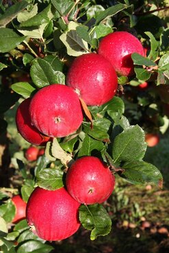 Apple Red Devil MM106 12 Litre