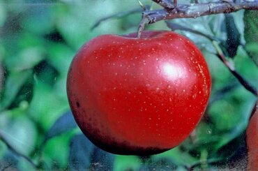 Apple Red Devil on M26 12 Litre
