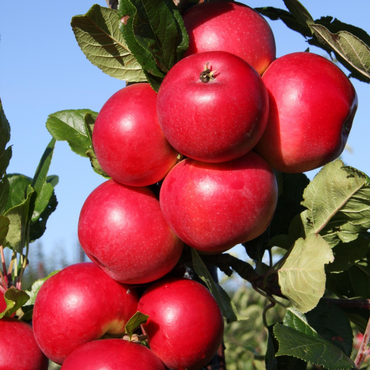 Apple Red Devil Patio M27 11.5 Litre