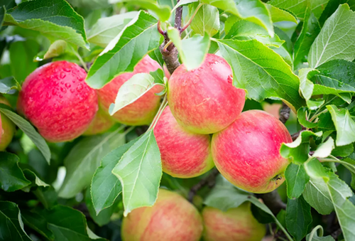 Apple Red Falstaff M27 11.5 Litre
