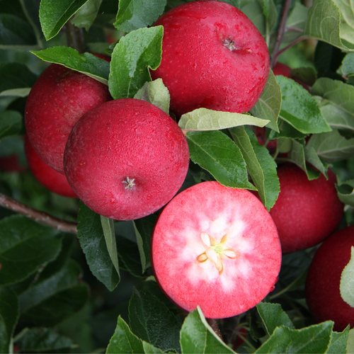 Apple Rosette MM106 12 Litre