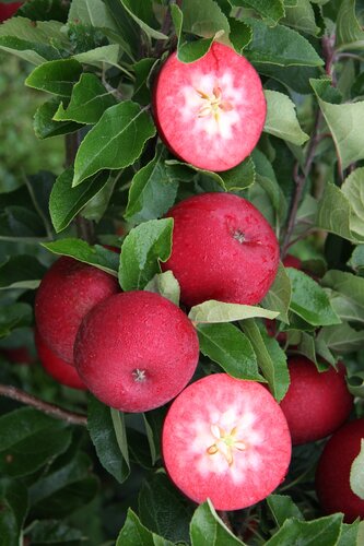 Apple Rosette MM106 12 litre