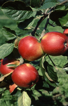 Apple Santana MM111 10 Litre