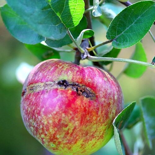 Apple Sawfly Traps Pack/5 - image 2