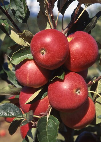 Apple Scrumptious M26 12 Litre