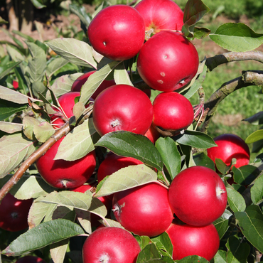 Apple Scrumptious M27 11.5 Litre