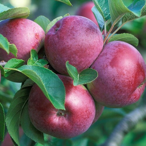 Apple Spartan M26 12 Litre