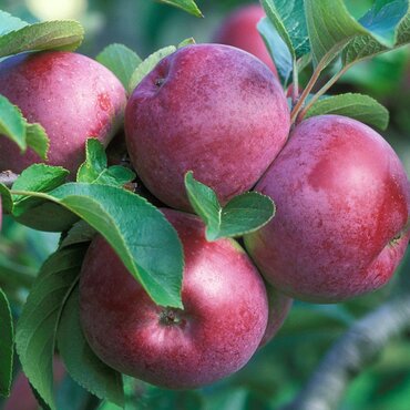 Apple Spartan M26 12 Litre
