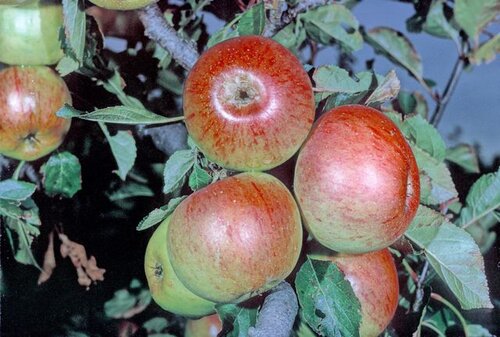 Apple Sunset M26 12 Litre - image 1