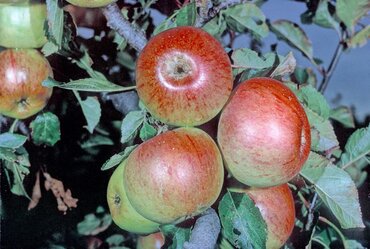 Apple Sunset M26 12 Litre