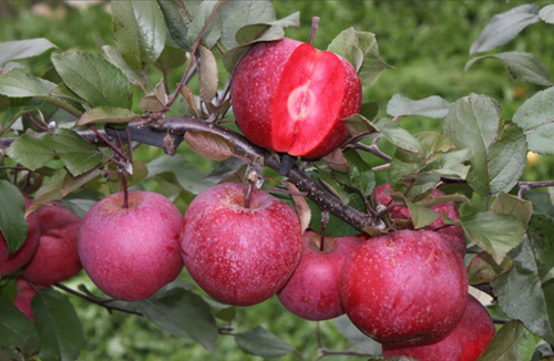 Apple Tickled Pink M27 11.5 Litre