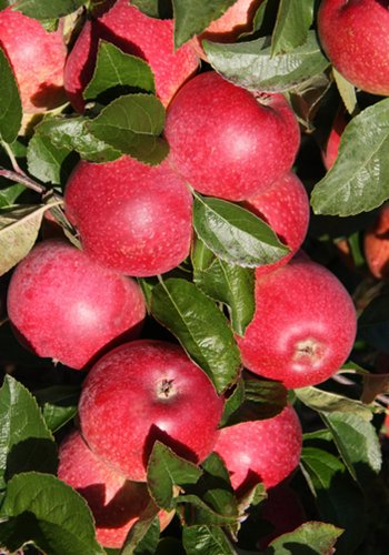 Apple Topaz MM111 10 Litre