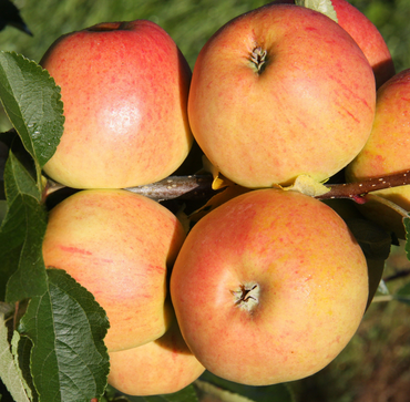 Apple Winter Gem M26 12 Litre