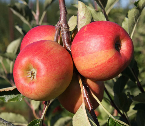 Apple Winter Gem M27 11.5 litre