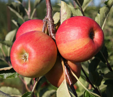 Apple Winter Gem M27 11.5 Litre