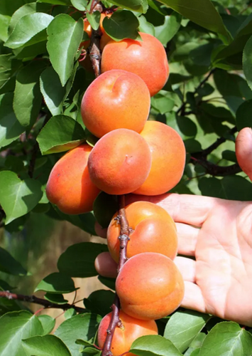 Apricot Bergeron St. Julien A 12 Litre