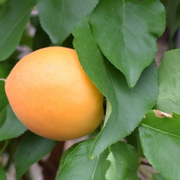 Apricot Compacta St Julien A 12 Litre