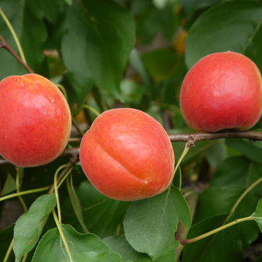 Apricot Pink Marry St. Julien A 12 Litre