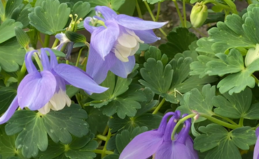 Aquilegia Atlantis 2 Litre