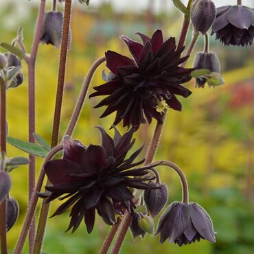 Aquilegia Barlow Black 3 Litre