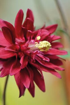 Aquilegia Barlow Bordeaux 3 Litre