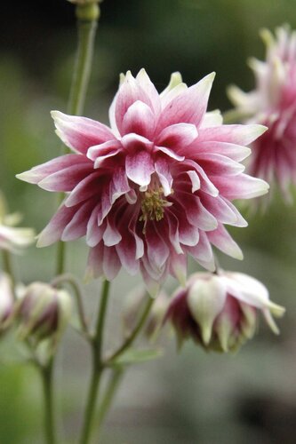 Aquilegia Barlow Nora 3 Litre