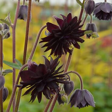 Aquilegia Black Barlow 2 Litre