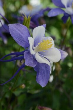 Aquilegia Blue & White 2 Litre