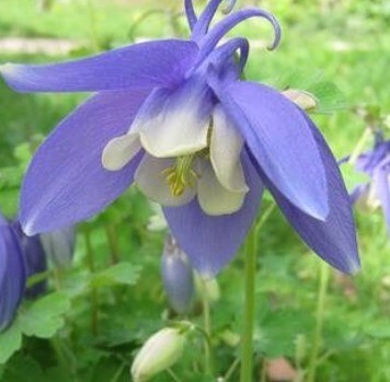 Aquilegia Blue & White 2 Litre