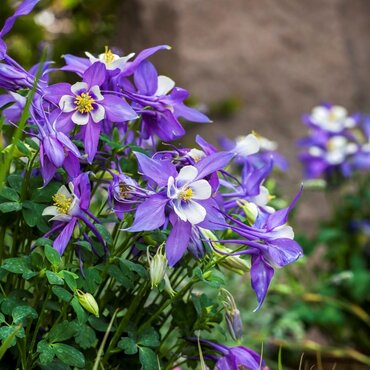 Aquilegia Caerulea Spring Magic Navy 9cm
