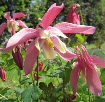 Aquilegia Caerulea Spring Magic Rose And Ivory 9cm