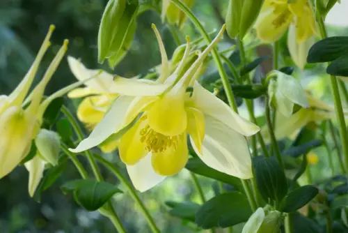 Aquilegia Caerulea Spring Magic Yellow 9cm