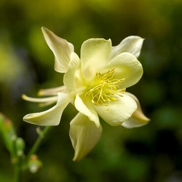 Aquilegia Caerulea Spring Magic Yellow 9cm