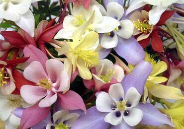 Aquilegia 'Cameo Mixed' 2 Litre