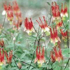 Aquilegia Rhubarb & Custard 2 Litre