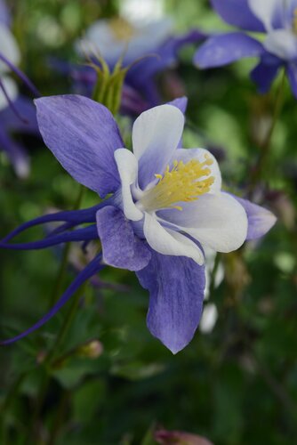 Aquilegia Spring Magic Blue & White 3 Litre