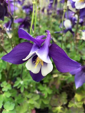 Aquilegia Spring Magic Navy & White 3 Litre