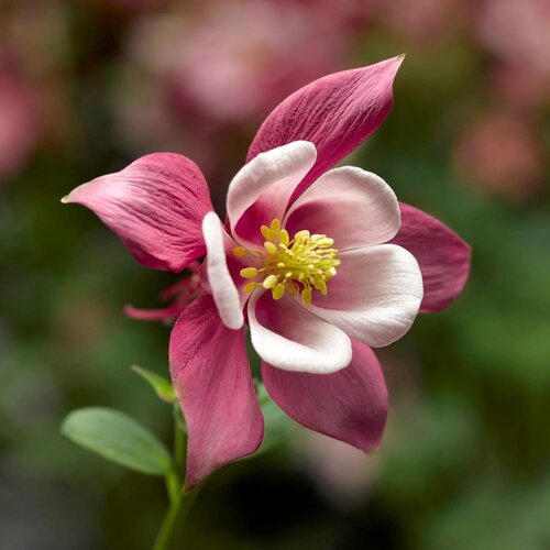 Aquilegia Spring Magic Rose & Ivory 3 Litre