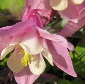 Aquilegia Spring Magic Rose & White 3 Litre