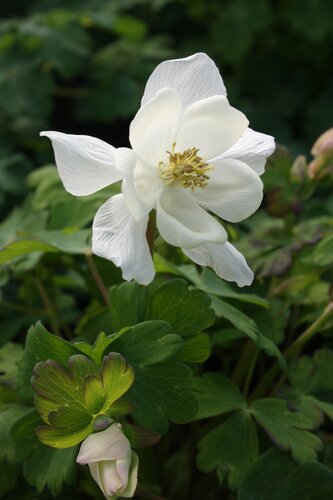 Aquilegia Spring Magic White 3 Litre