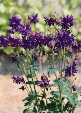 Aquilegia Vulgaris Blue Barlow 9cm