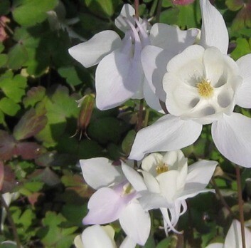 Aquilegia White 2 Litre