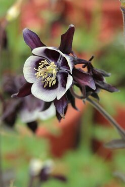 Aquilegia William Guiness 3 Litre