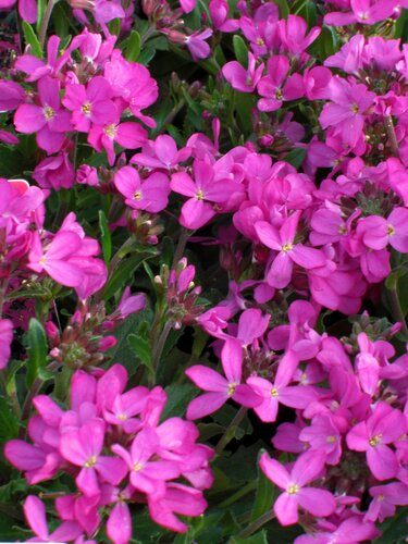 Arabis Rose Delight 2 Litre